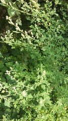 Chenopodium opulifolium