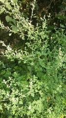 Chenopodium opulifolium