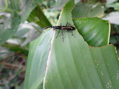 Platyarthron bilineatum