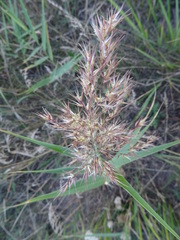 Phragmites australis