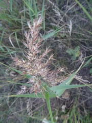 Phragmites australis