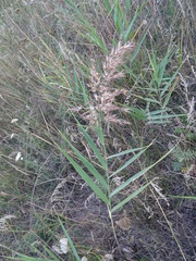 Phragmites australis