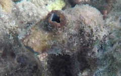 Polycarpa pigmentata