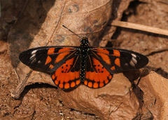Acraea amicitiae