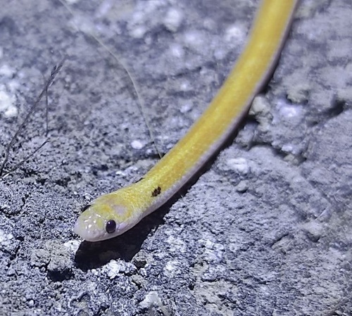Rhynchocalamus levitoni