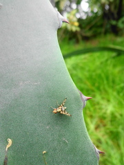 Pseudodyscrasis scutellaris