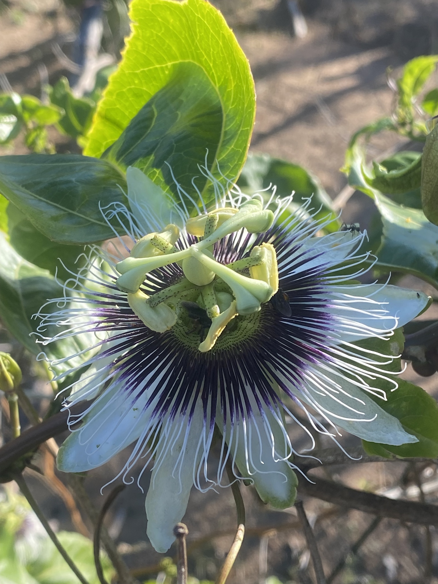 Passiflora edulis