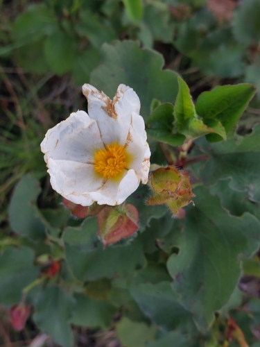 Avistamiento Cistus populifolius