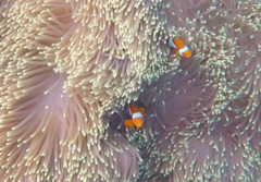Amphiprion percula