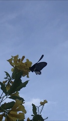Papilio