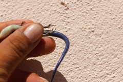 Plestiodon tetragrammus brevilineatus