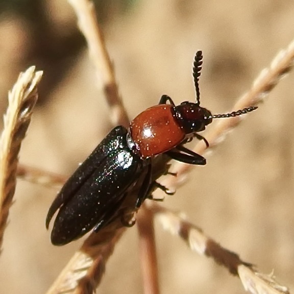 Languria convexicollis