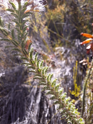 Image of Erica massonii by (c) Adele SL, some rights reserved (CC BY)