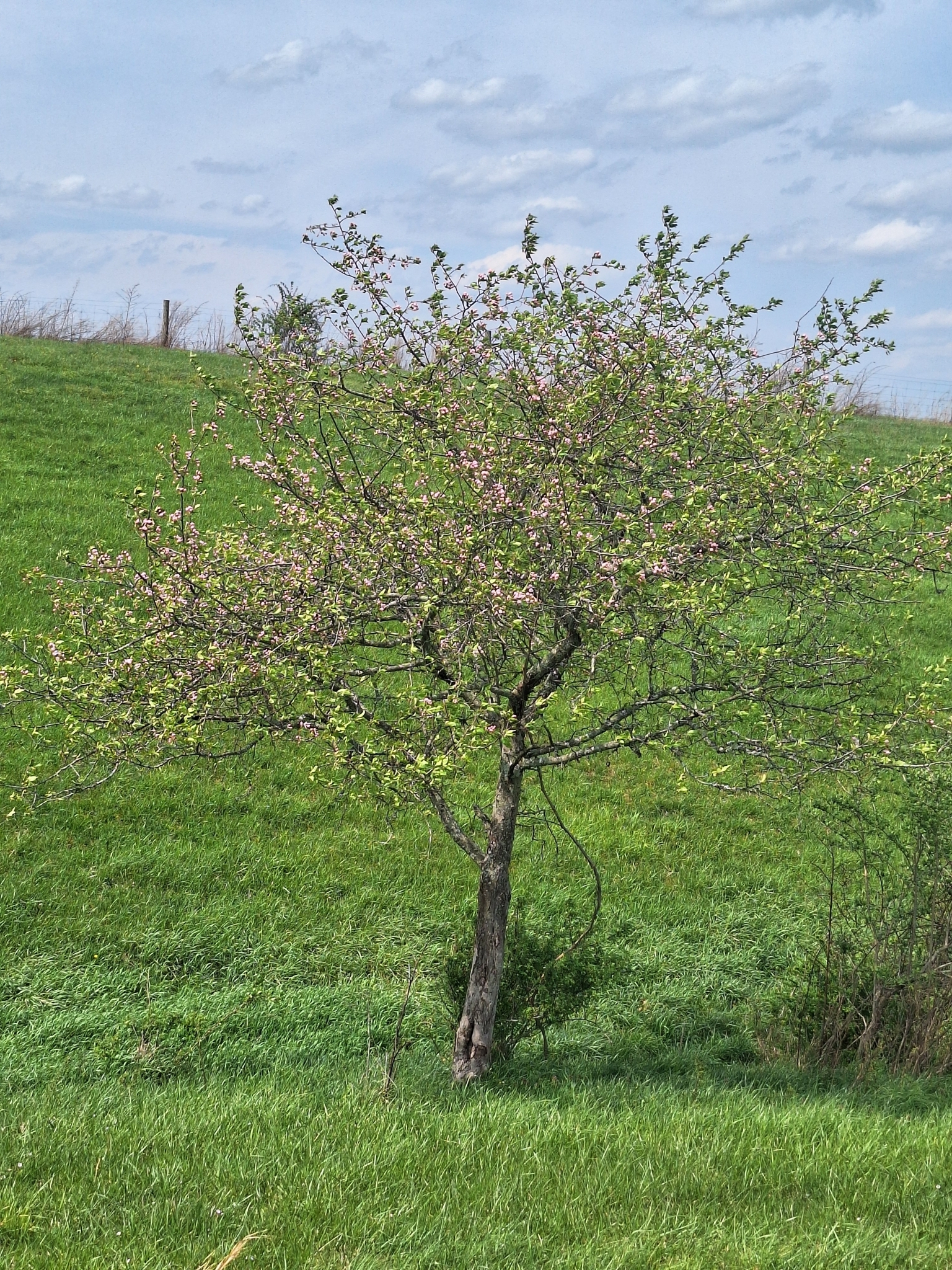Imagem de Macieira-silvestre