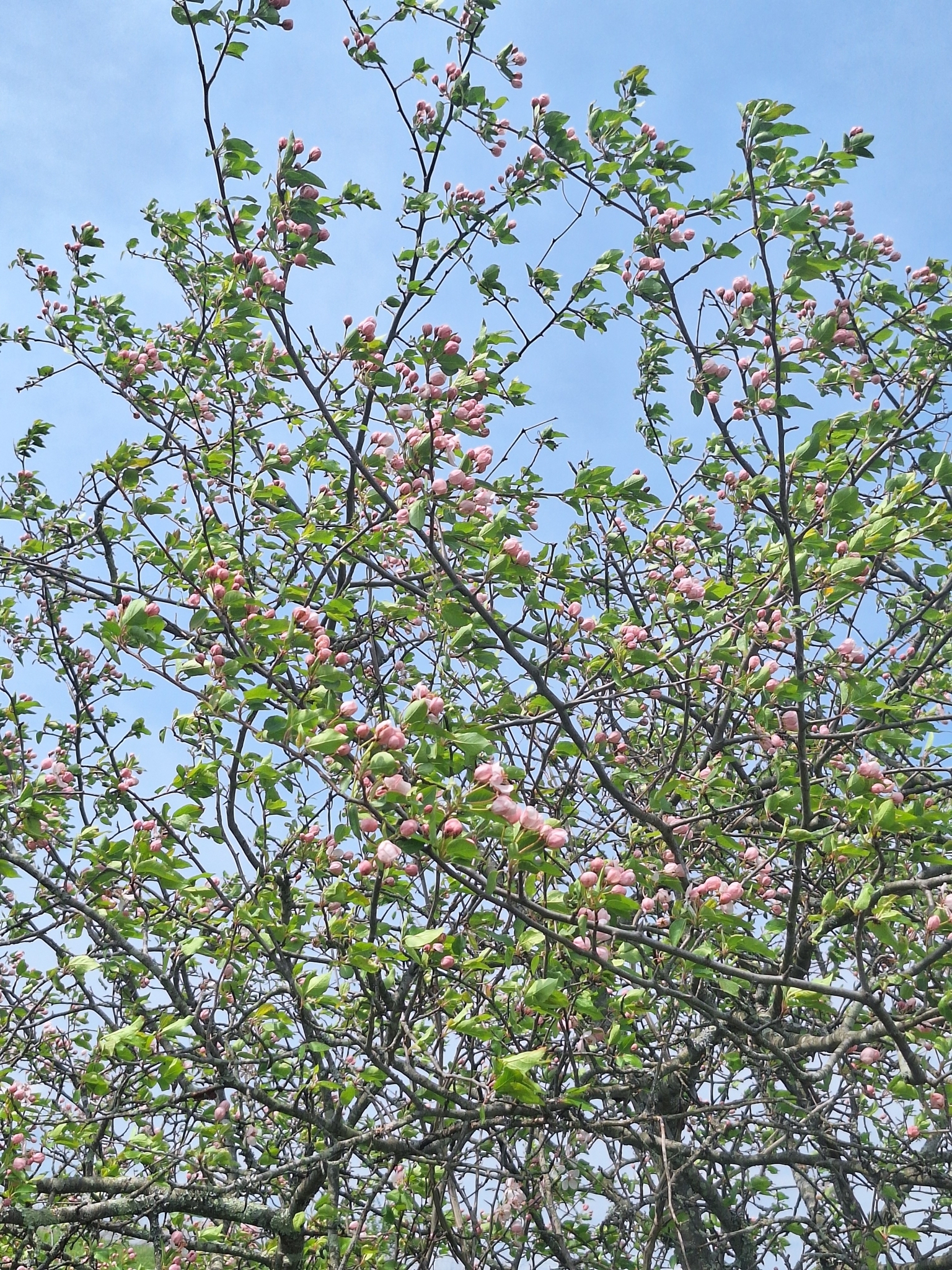 Imagem de Macieira-silvestre