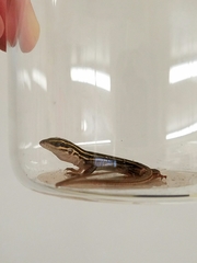 Aspidoscelis sonorae