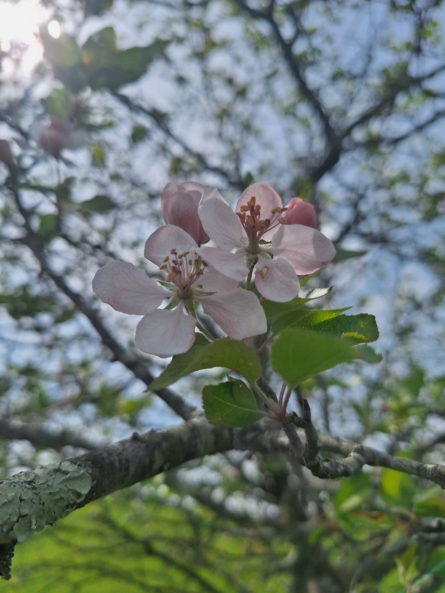 Imagem de Macieira-silvestre