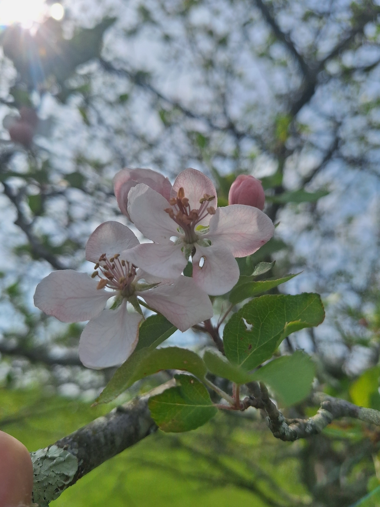 Imagem de Macieira-silvestre