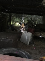 Argiope aurantia