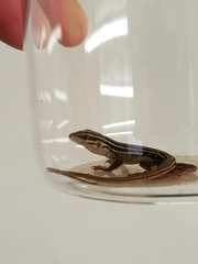 Aspidoscelis sonorae