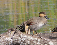 Anas acuta × Mareca strepera