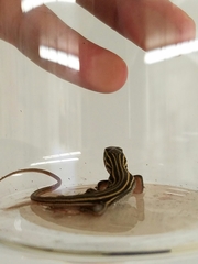 Aspidoscelis sonorae