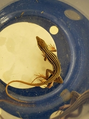 Aspidoscelis sonorae