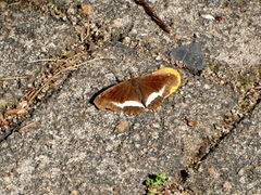 Eurytela hiarbas angustata