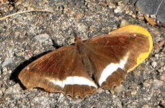 Eurytela hiarbas angustata