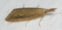 Donacaula melinellus