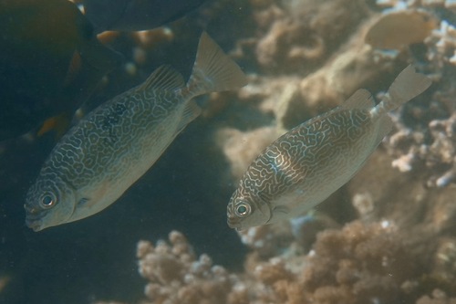 Black spinefoot (Siganus spinus) — Siganidae — 5