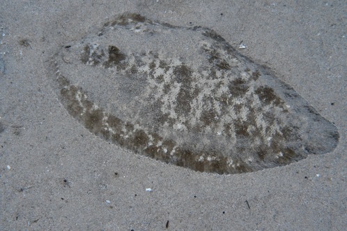Mixedscale sole (Brachirus heterolepis) — Soleidae — 4