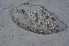 Dusky Sole photo 2