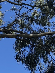 Psittaculidae