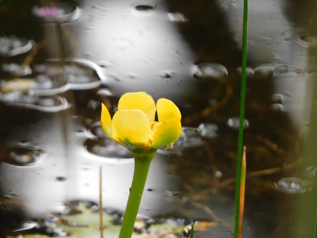 Nuphar × spenneriana