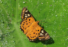 Coladenia indrani