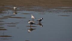 Chroicocephalus ridibundus