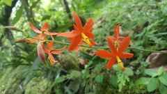 Prosthechea vitellina