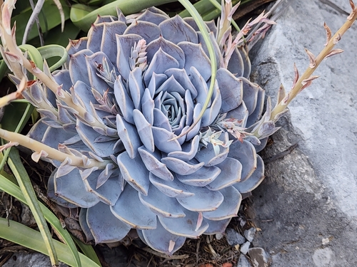 Foto de Rosa-de-pedra