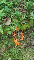 Prosthechea vitellina