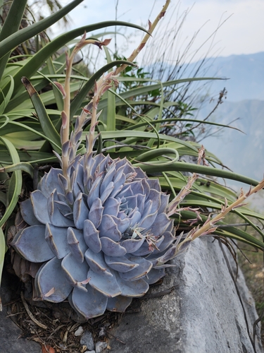 Foto de Rosa-de-pedra