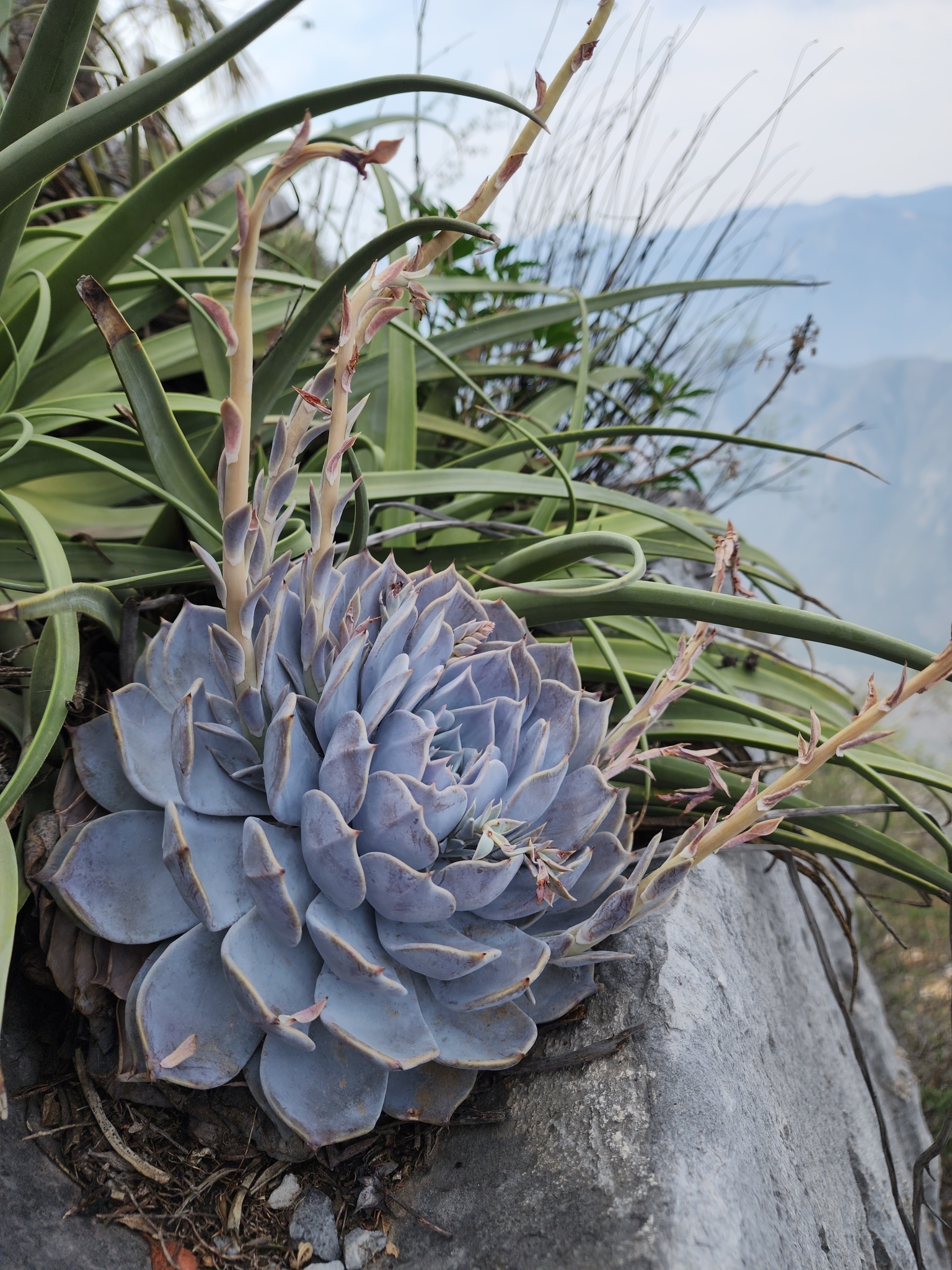 Imagem de Rosa-de-pedra