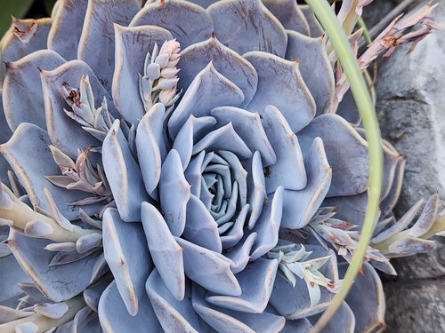 Foto de Rosa-de-pedra