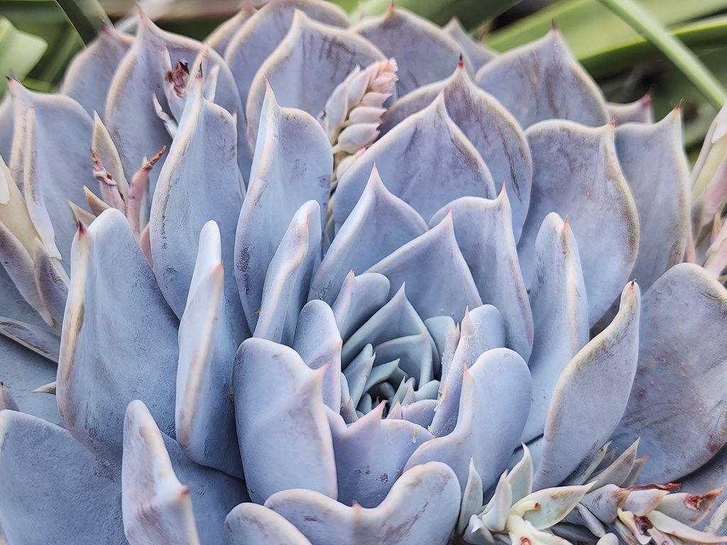 Foto de Rosa-de-pedra