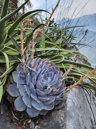 Foto de Rosa-de-pedra