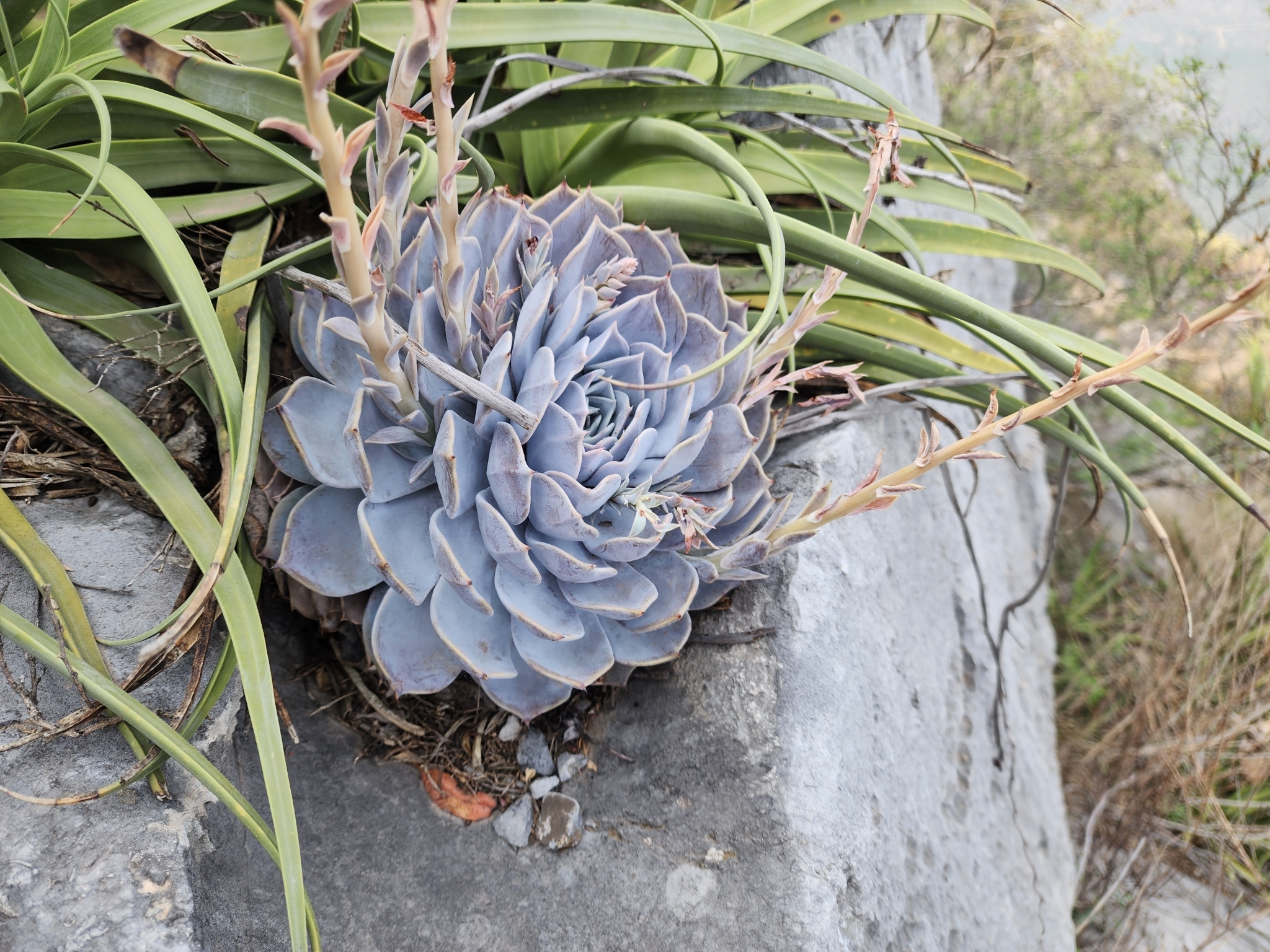 Imagem de Rosa-de-pedra