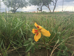 Cochlospermum wrightii