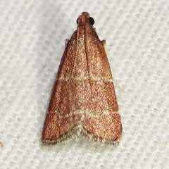 Arta epicoenalis