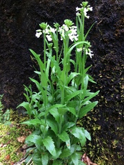 Arabis eschscholtziana