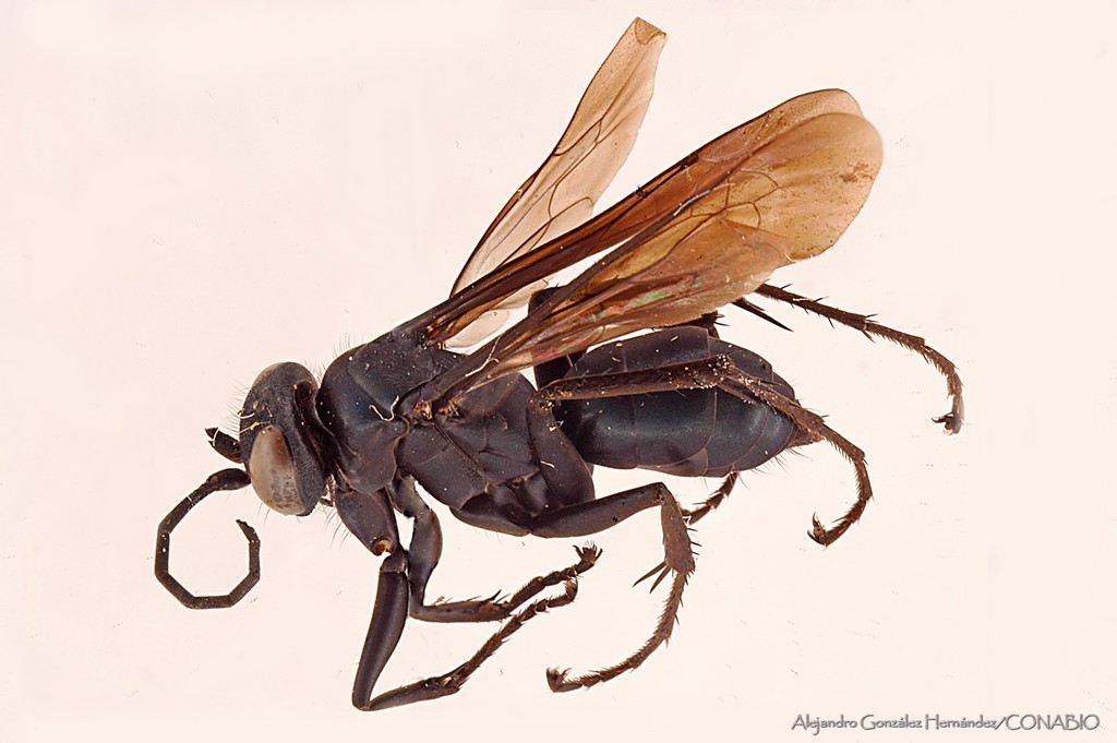Anoplius toluca